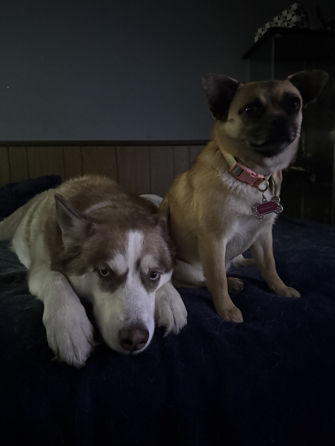 Dog Unknown relaxing beside her Husky best friend