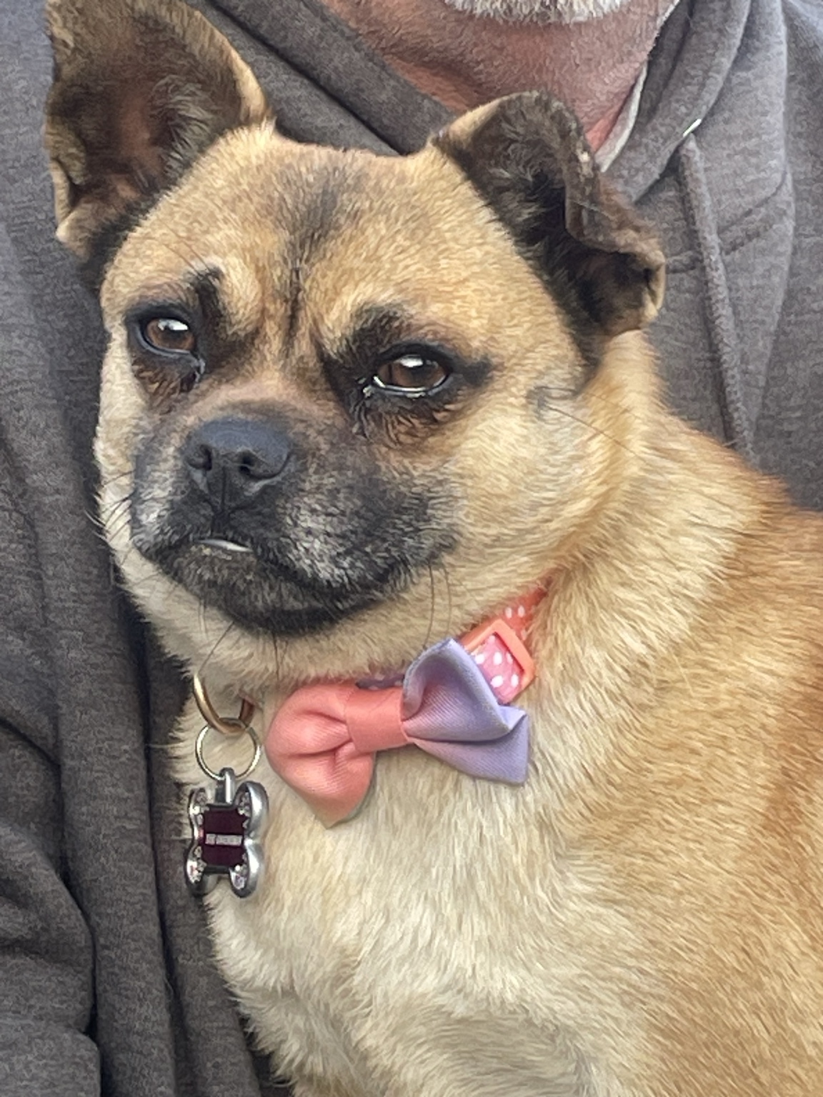 Dog Unknown wearing a bow and looking at the camera