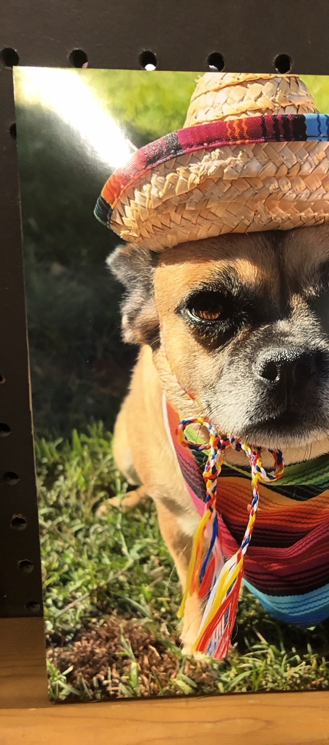 Dog Unknown wearing a sombrero and colorful outfit with a blue county fair award