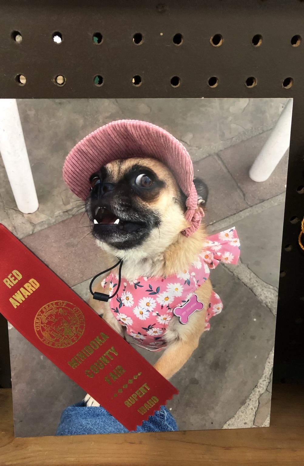 Dog Unknown dressed for the county fair with a red award ribbon